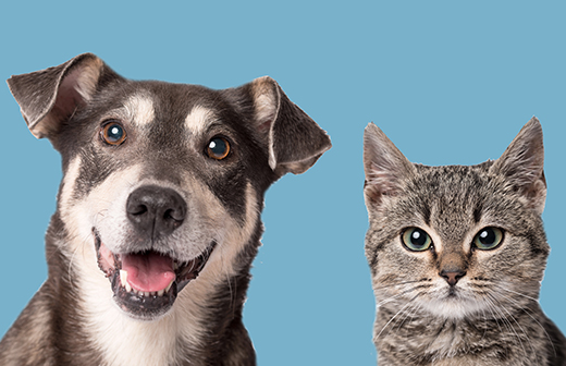 La mue chez le chien et chez le chat La mue chez le chien et chez le chat